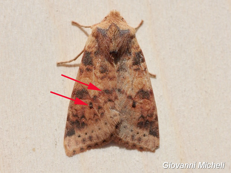 Noctuidae rossastra da ID - Xanthia (Cirrhia) gilvago